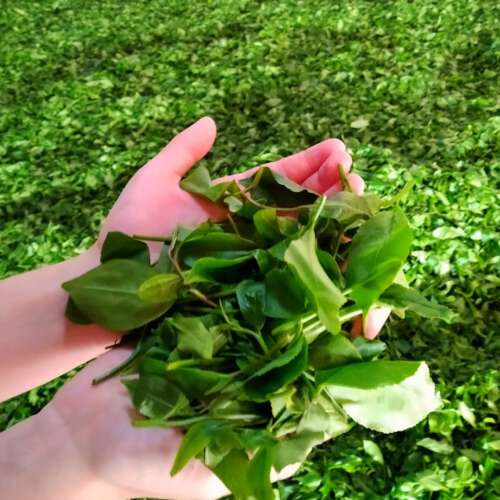 Świeże liście zielonej herbaty, Tân Cương - Thái Nguyên